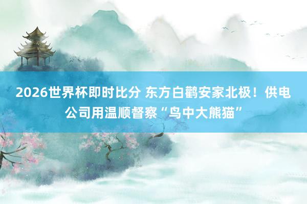 2026世界杯即时比分 东方白鹳安家北极！供电公司用温顺督察“鸟中大熊猫”